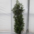 Prunus lusitanica 'Angustifolia' 140-160 half oktober leverbaar langere levertijd 